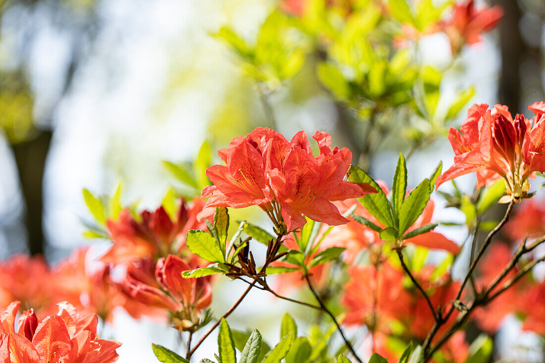 Rhododendron luteum 'Mathilde'