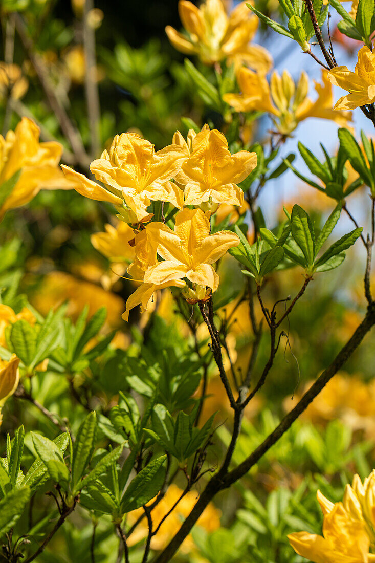 Rhododendron luteum, yellow