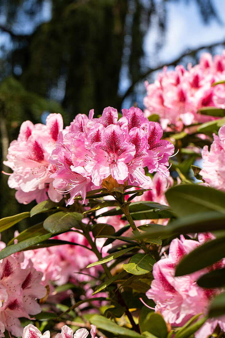 Rhododendron 'Cosmopolitan'