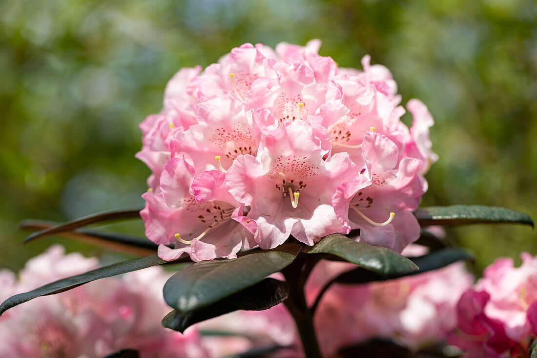 Rhododendron yakushimanum 'White Cloud'