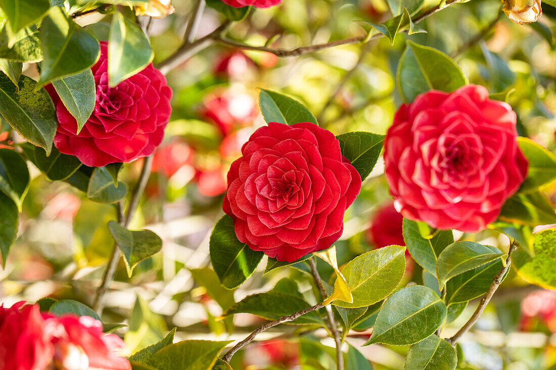 Camellia japonica, red