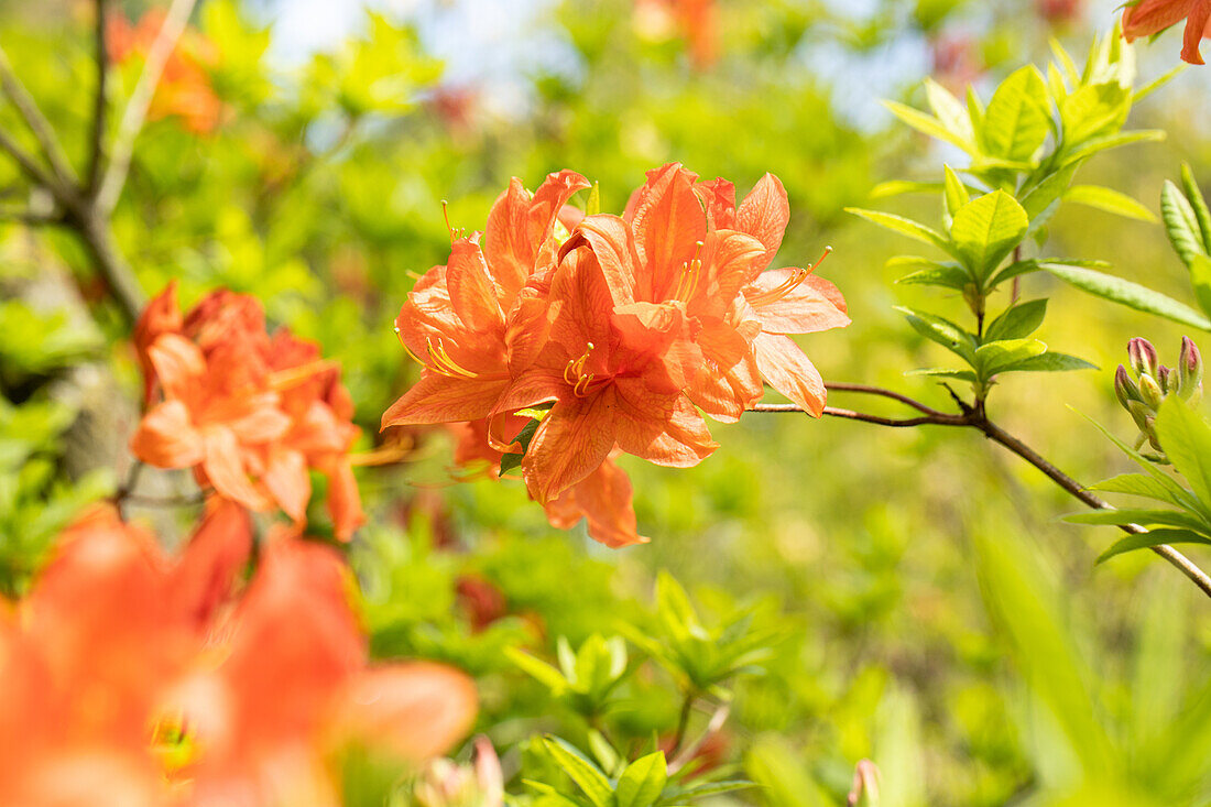 Rhododendron molle 'Kobold'