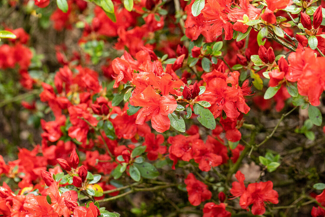 Rhododendron molle ssp. japonicum 'Northern Lights'