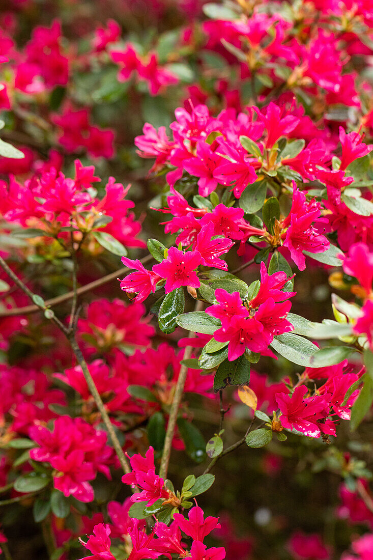 Rhododendron obtusum, pink