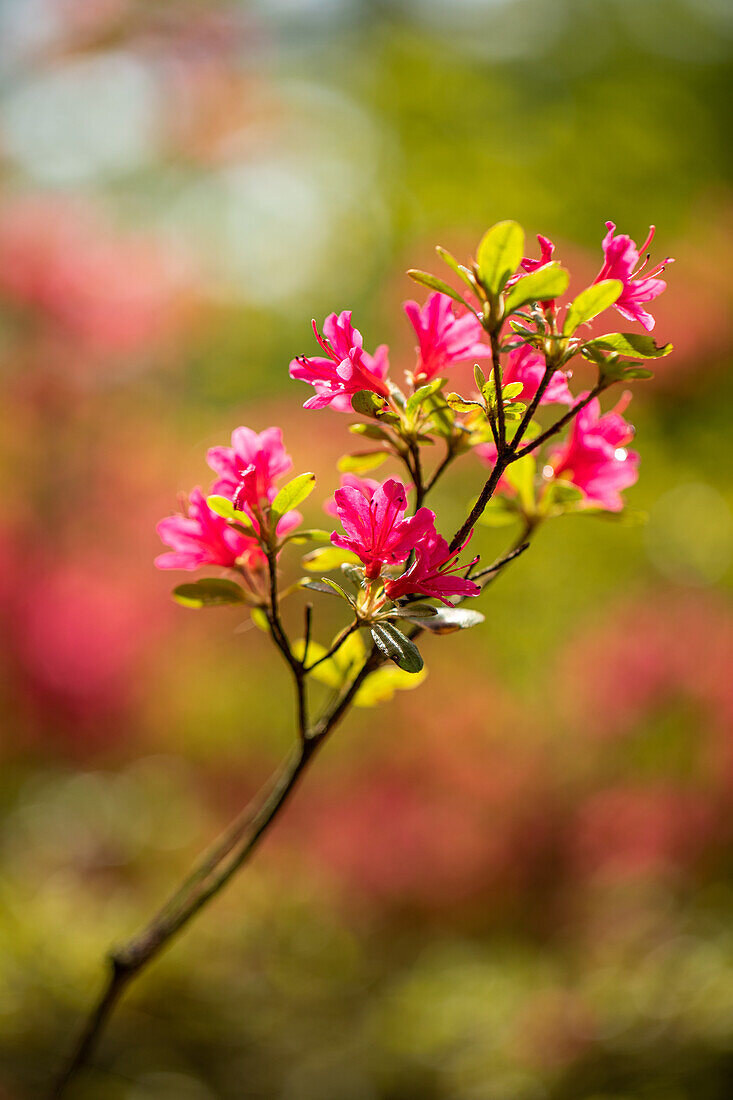 Rhododendron obtusum, pink