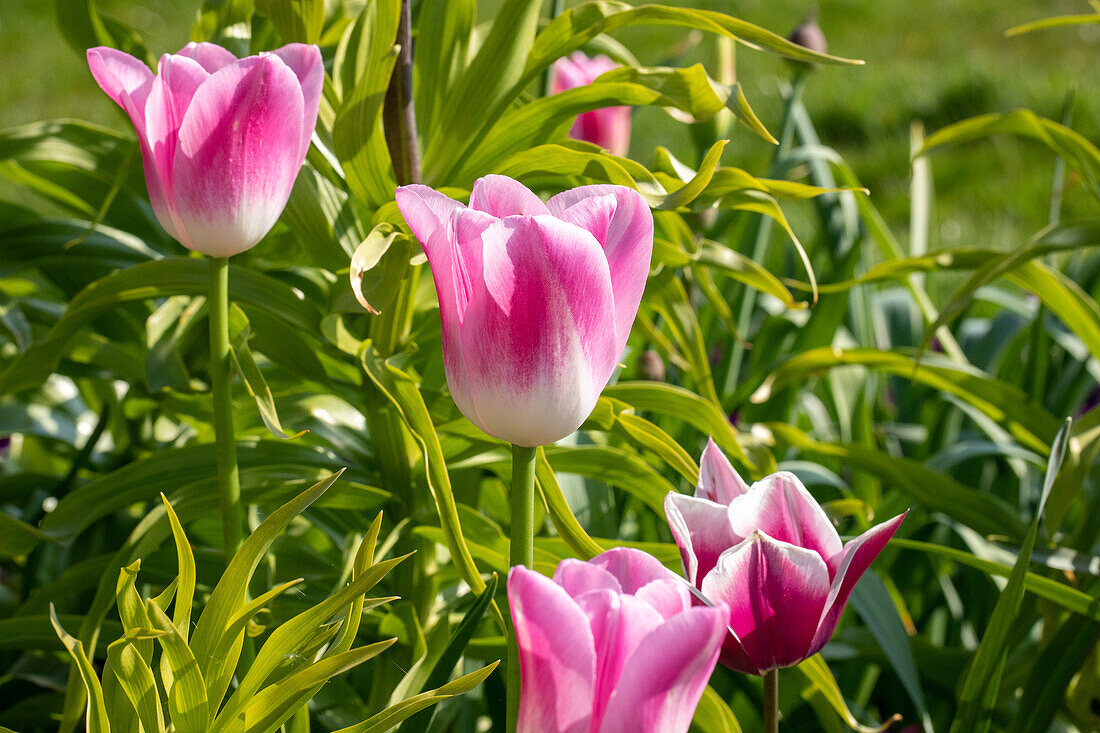 Tulipa