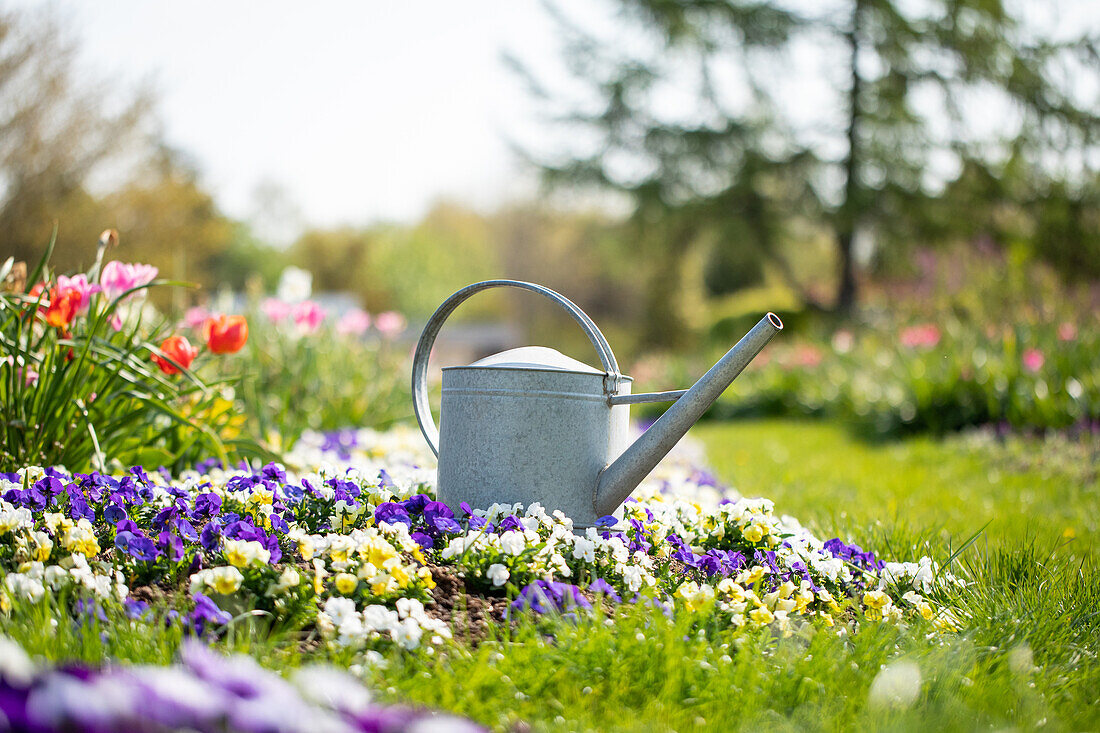 Watering can in the bed