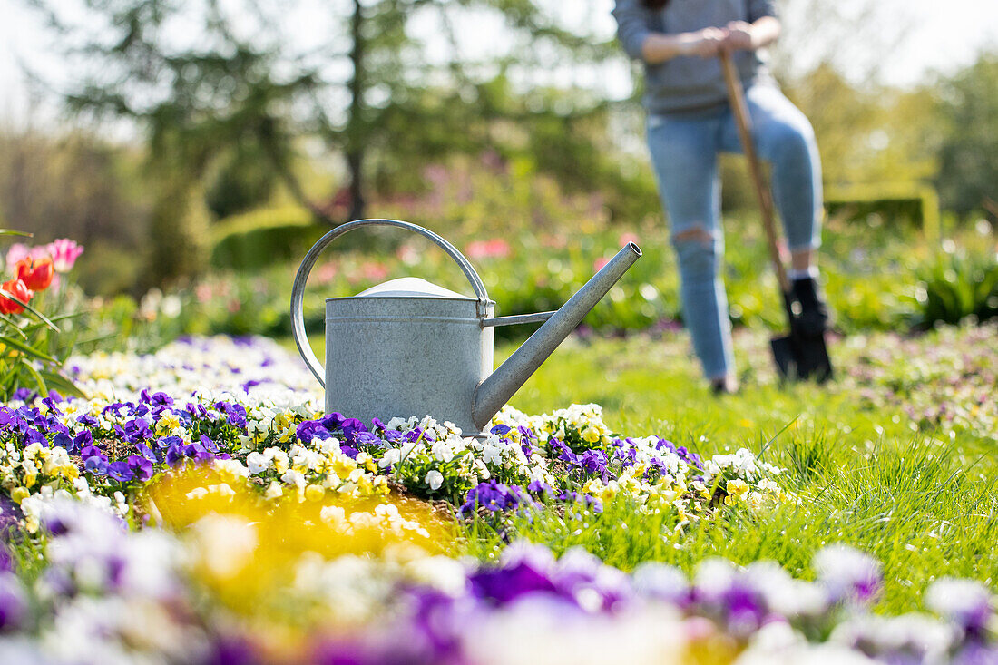 Watering can in the bed