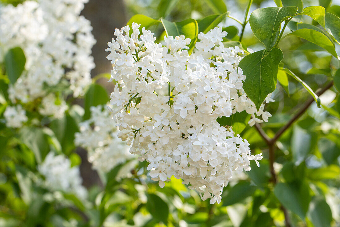 Syringa hyacinthiflora 'Sister Justena'