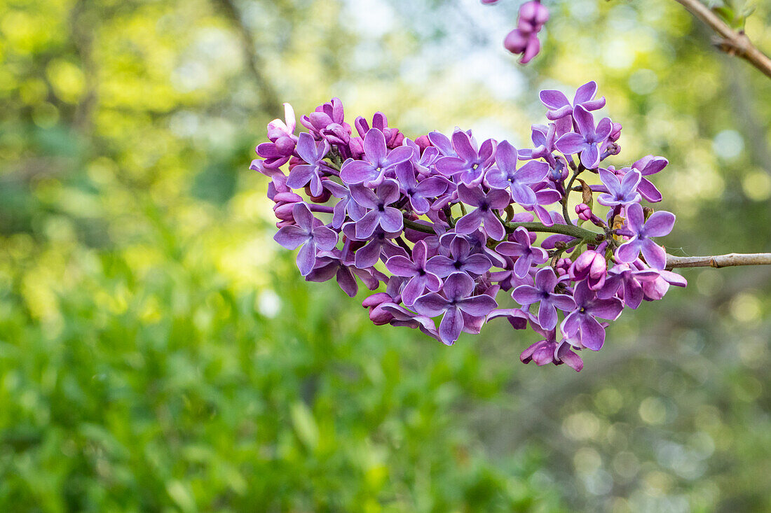 Syringa vulgaris 'Amor'