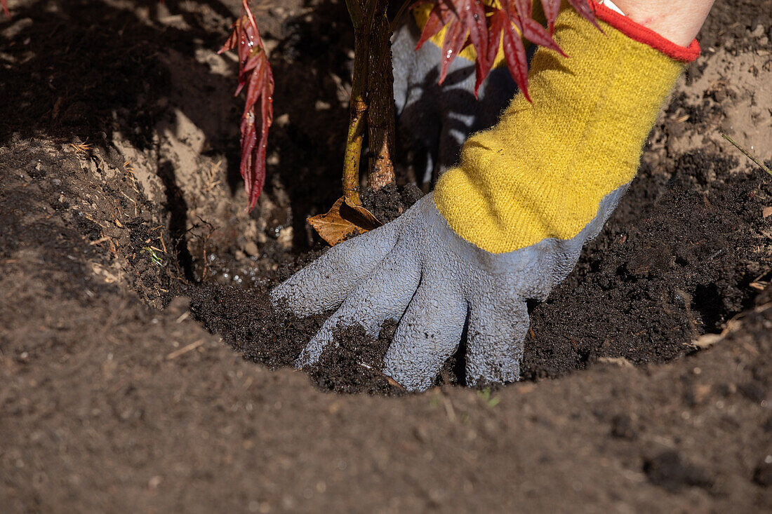 Planting maple - pressing down the soil