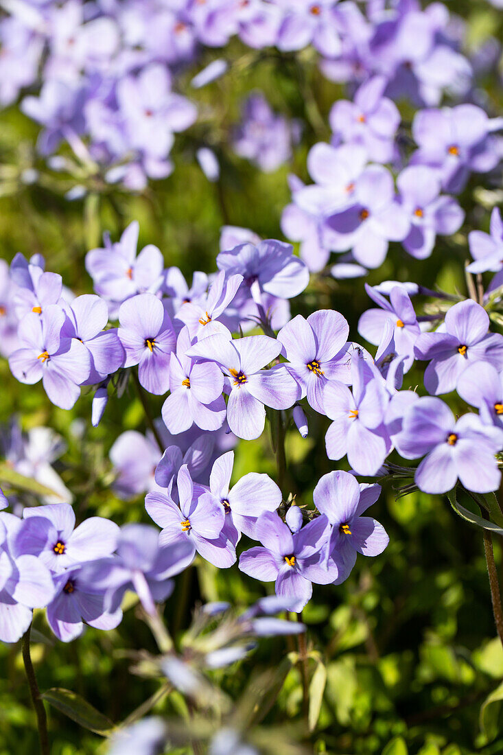 Phlox stolonifera 'Blue Ridge'