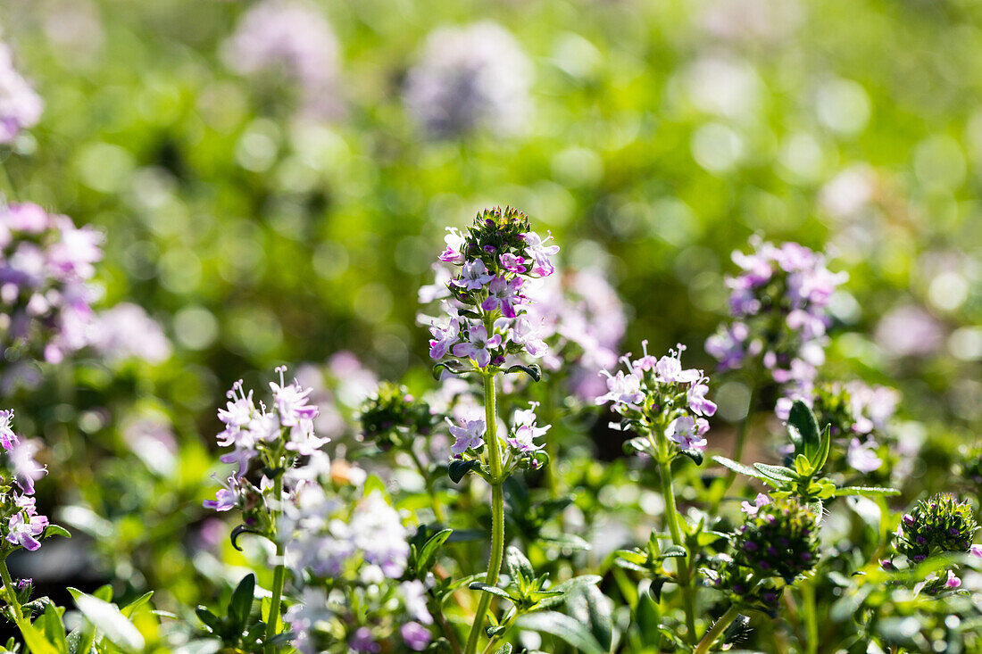 Thymus longicaulis 'Odoratus'