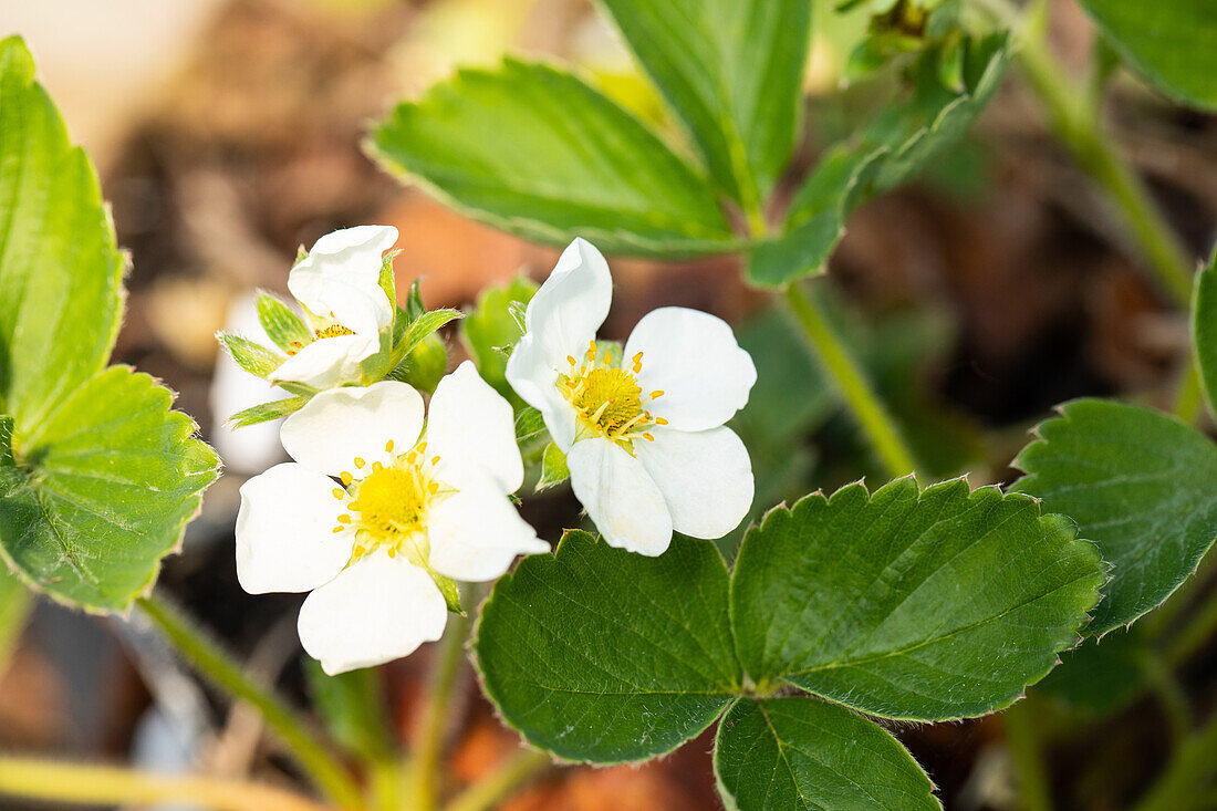 Fragaria x ananassa 'Honeoye'