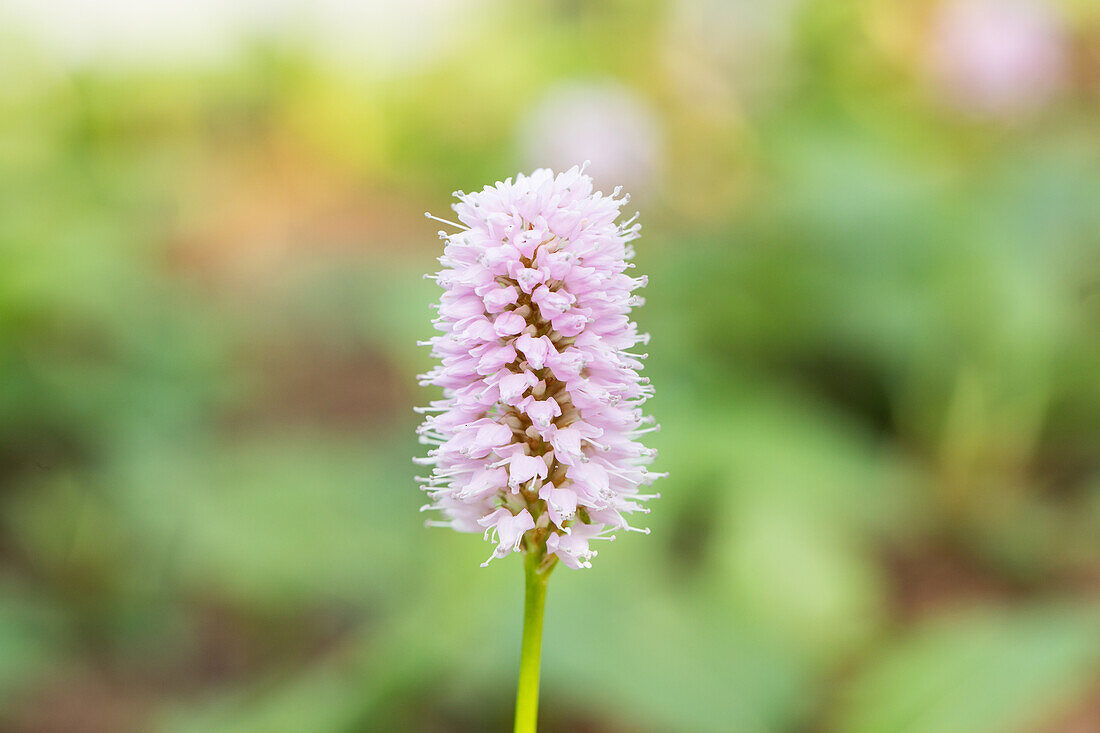 Bistorta affinis 'Superbum'