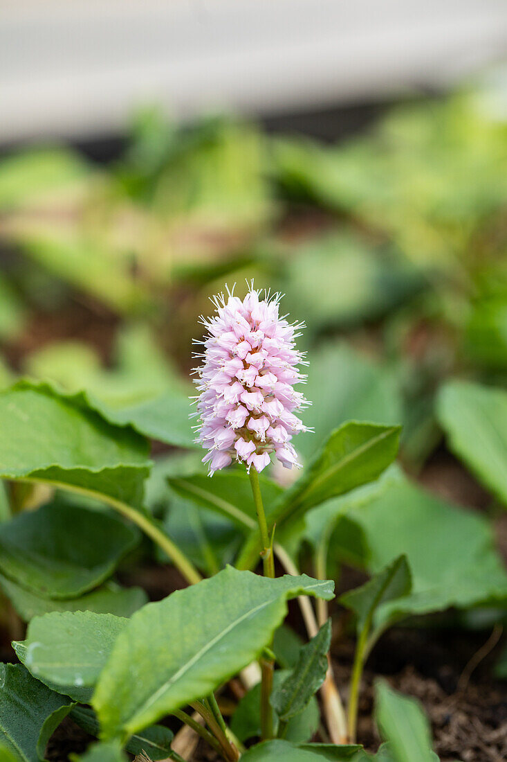 Bistorta affinis 'Superbum'