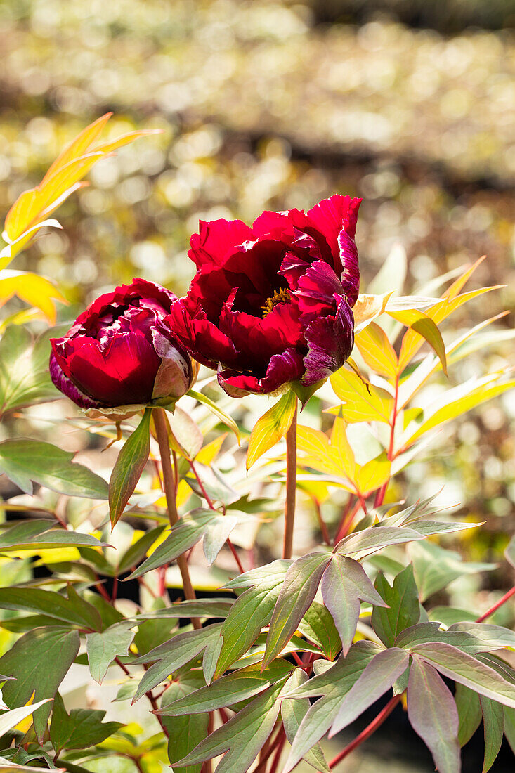 Paeonia x suffruticosa 'Hana-daijin'