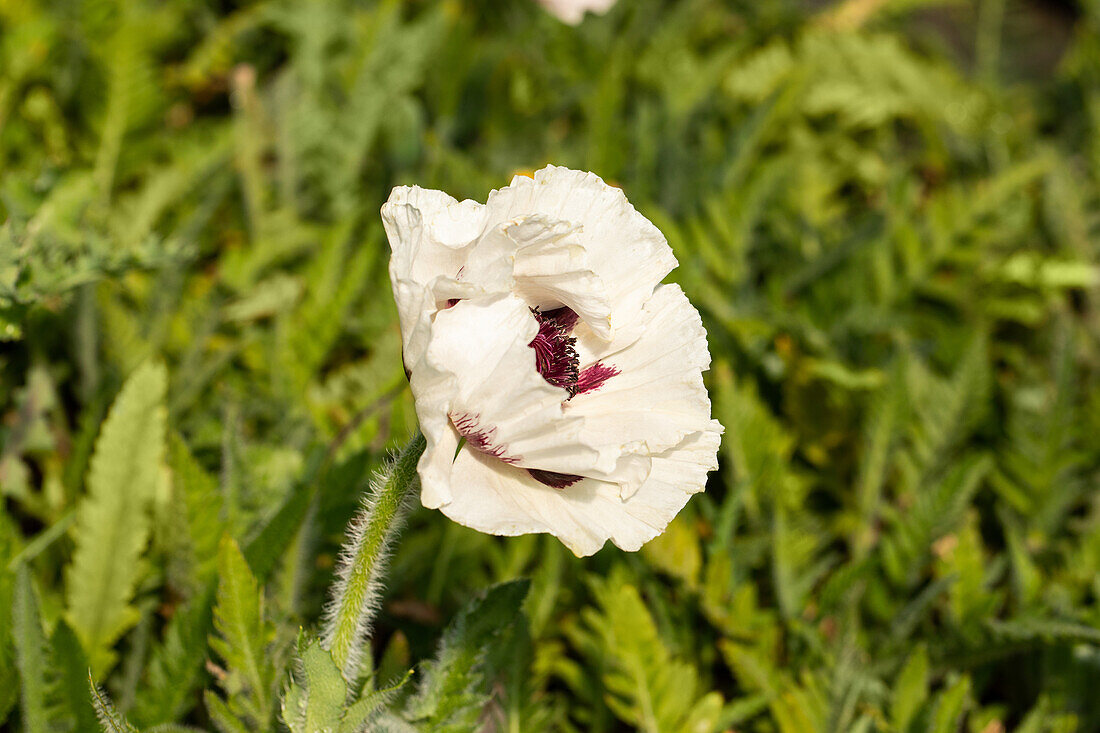 Papaver orientale 'Royal Wedding'