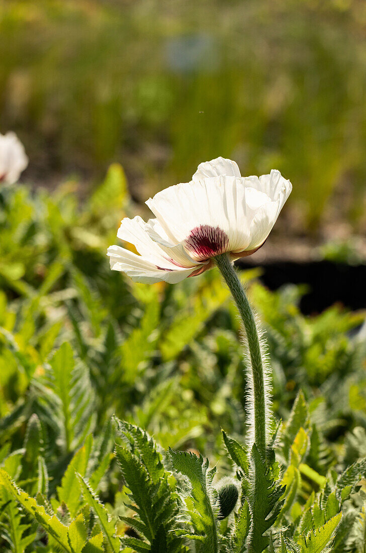 Papaver orientale 'Royal Wedding'