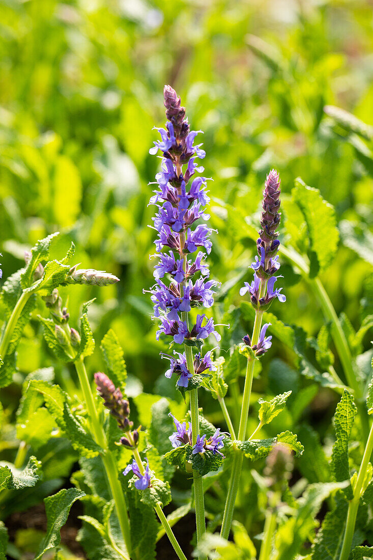 Salvia nemorosa 'Blauhügel'