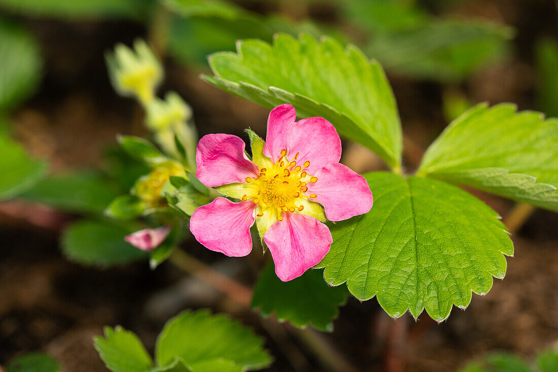 Fragaria x ananassa 'Pink Panda'®