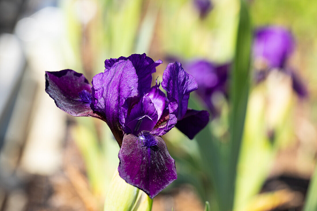 Iris barbata-nana 'Little Shadow'