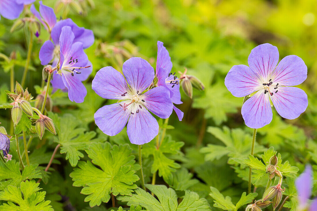 Geranium himalayense 'Baby Blue'