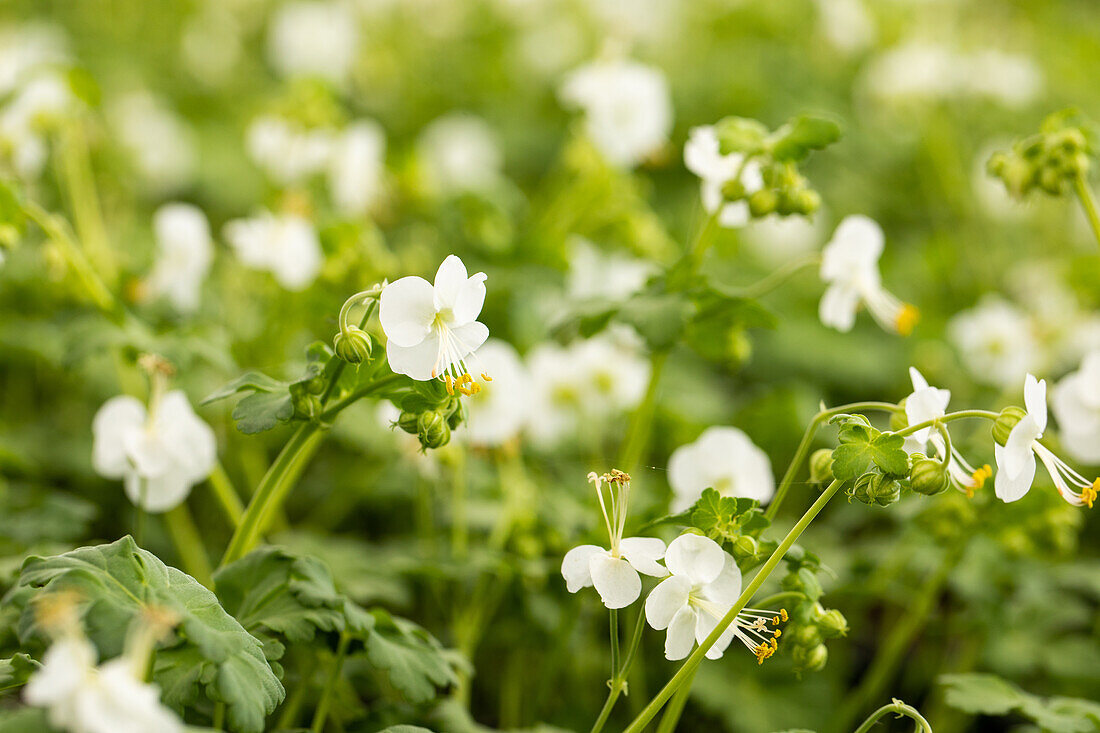 Geranium macrorrhizum 'White Ness'