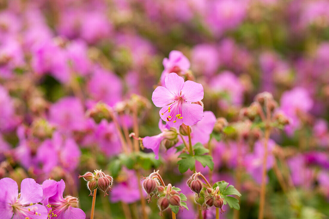 Geranium macrorrhizum 'Bevan'