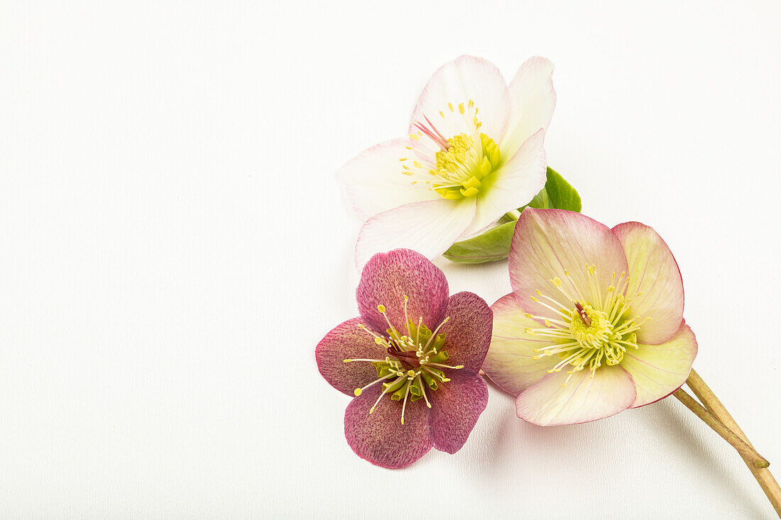 Helleborus