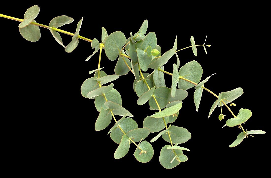 Eucalyptus, cropped