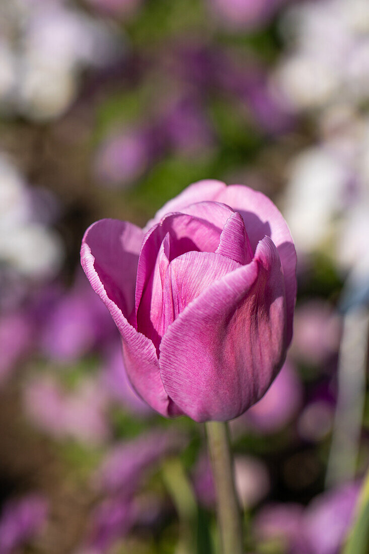 Tulipa 'Alibi'