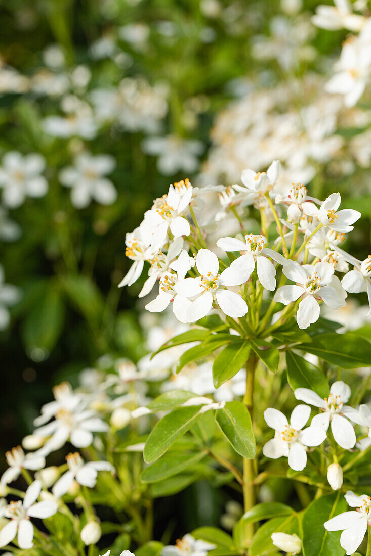 Choisya ternata