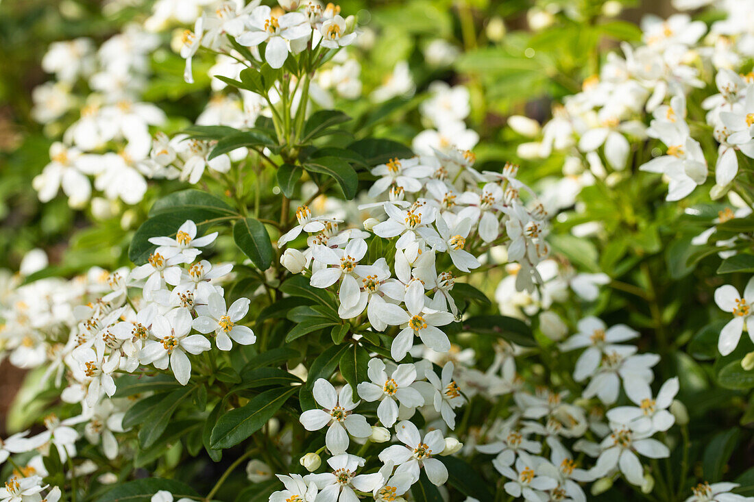 Choisya ternata