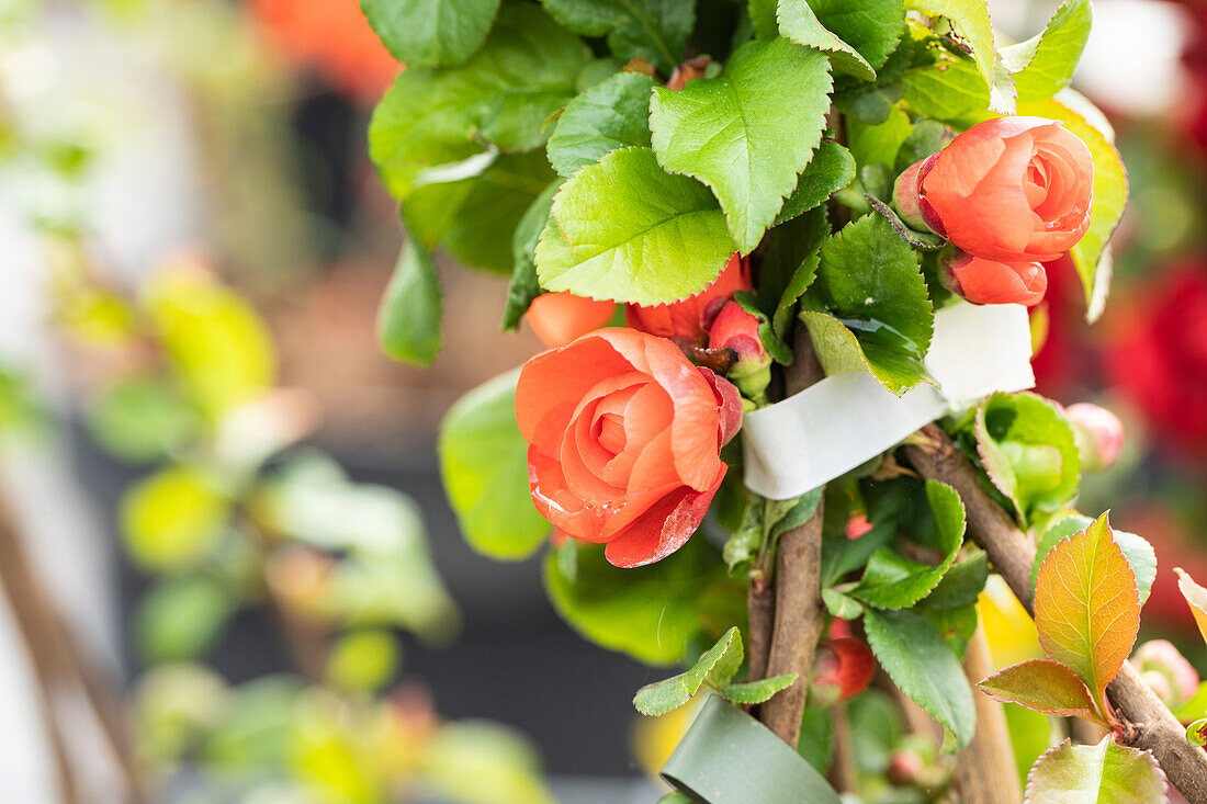 Chaenomeles speciosa 'Orange Storm'