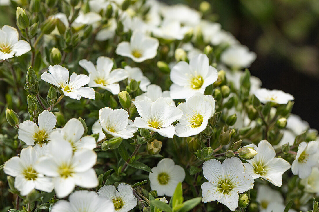 Arenaria montana 'Blizzard Compact'