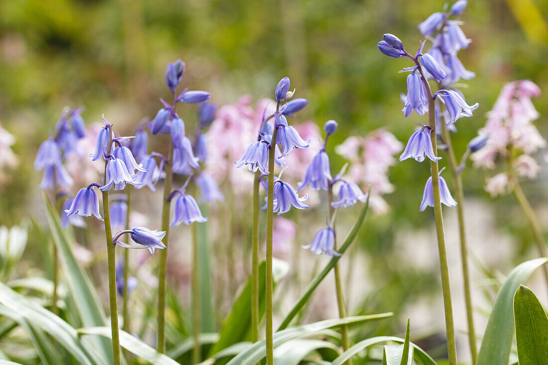 Hyacinthoides hispanica 'Excelsior'