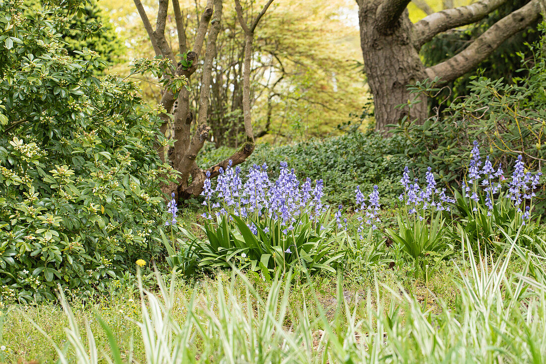 Hyacinthoides hispanica 'Excelsior'