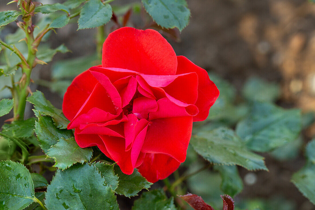Rosa 'Geranium Primaplant'