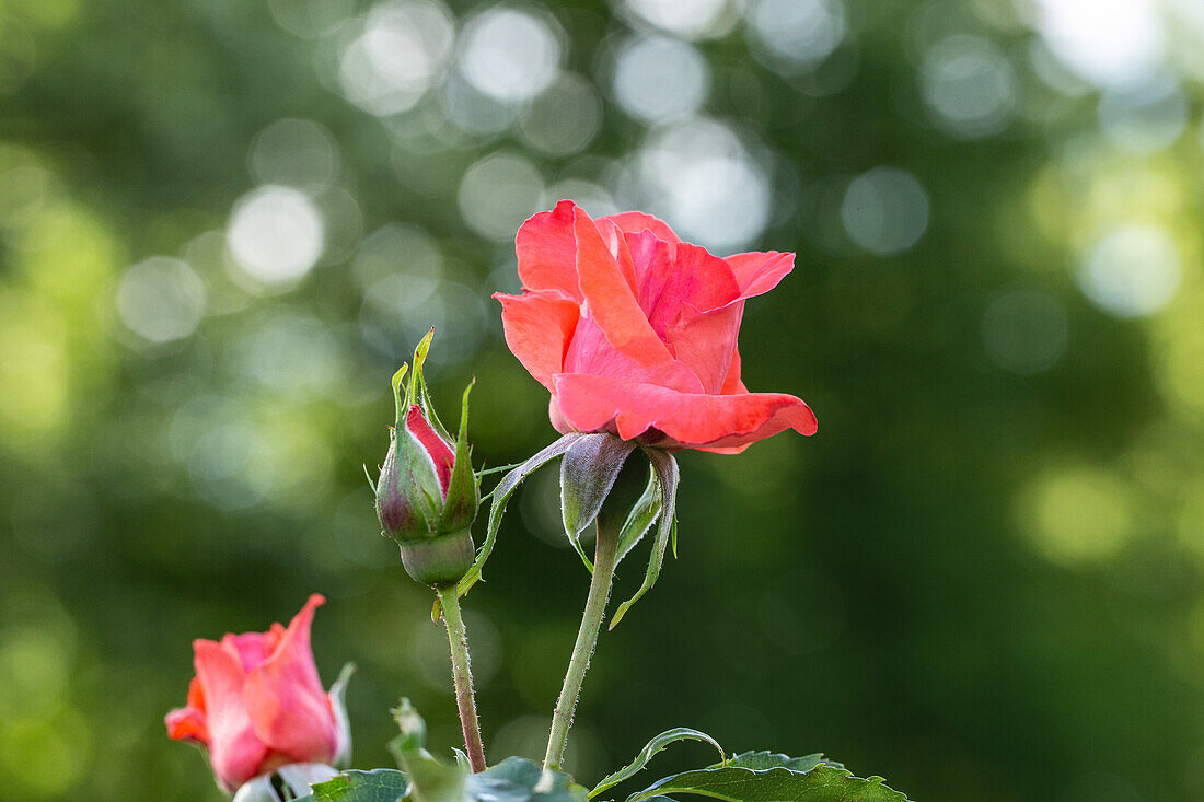 Rosa 'Irish Mist'