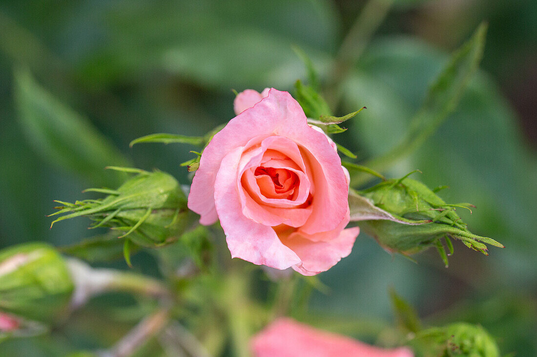 Rosa 'Liverpool Echo'