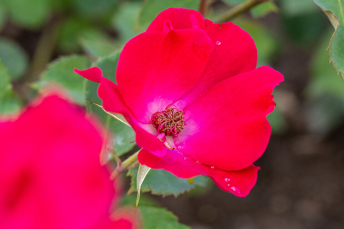 Rosa 'Holstein'