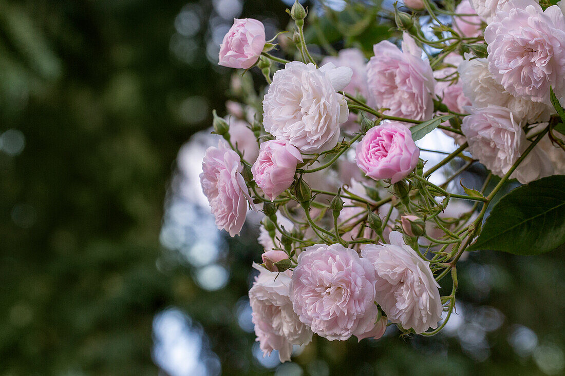 Rosa 'Laure Davoust'