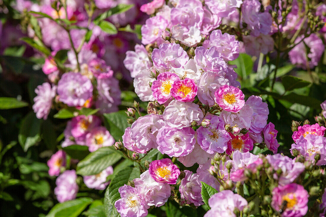 Small shrub rose, pink