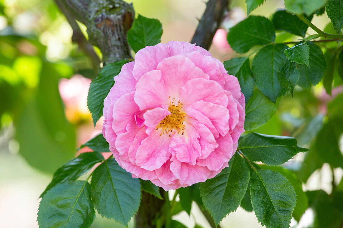 Rosa 'Rosario'