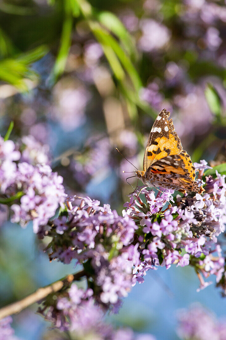 Buddleja alternifolia