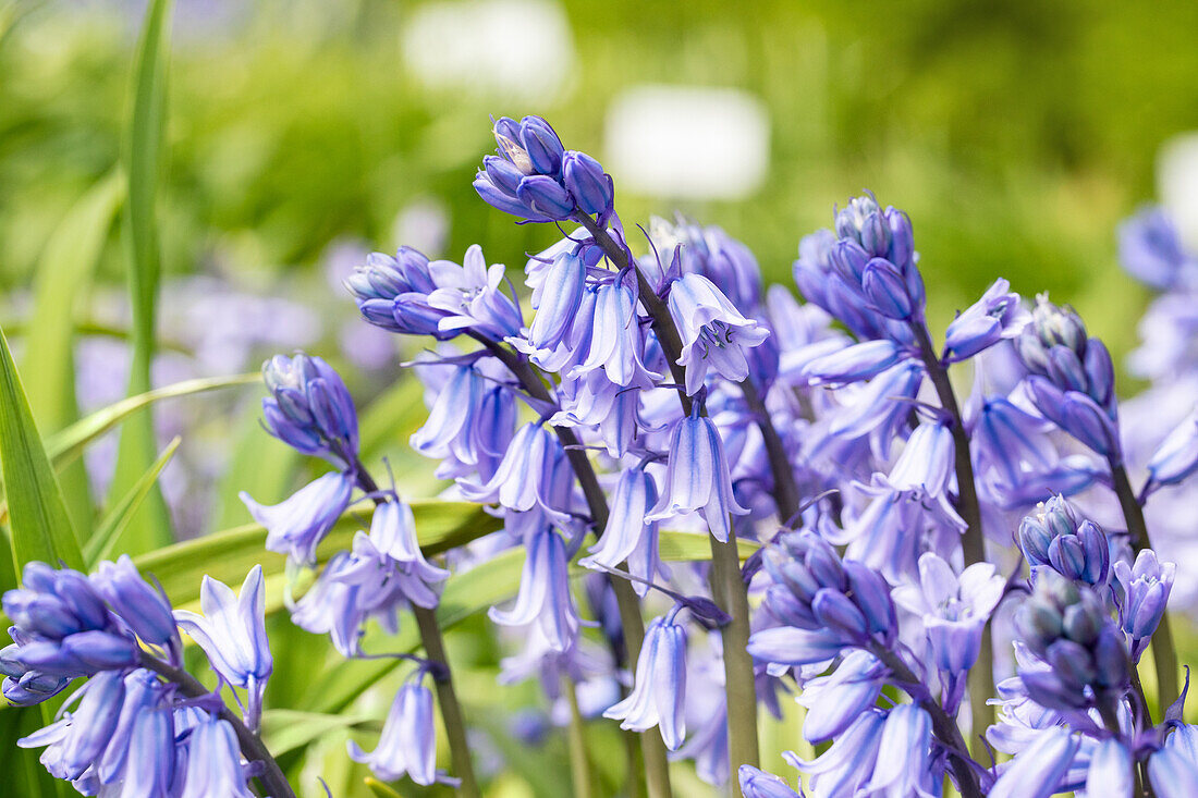 Hyacinthoides hispanica, blue