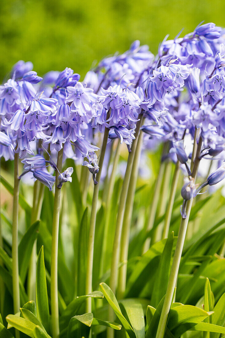 Hyacinthoides hispanica, blau