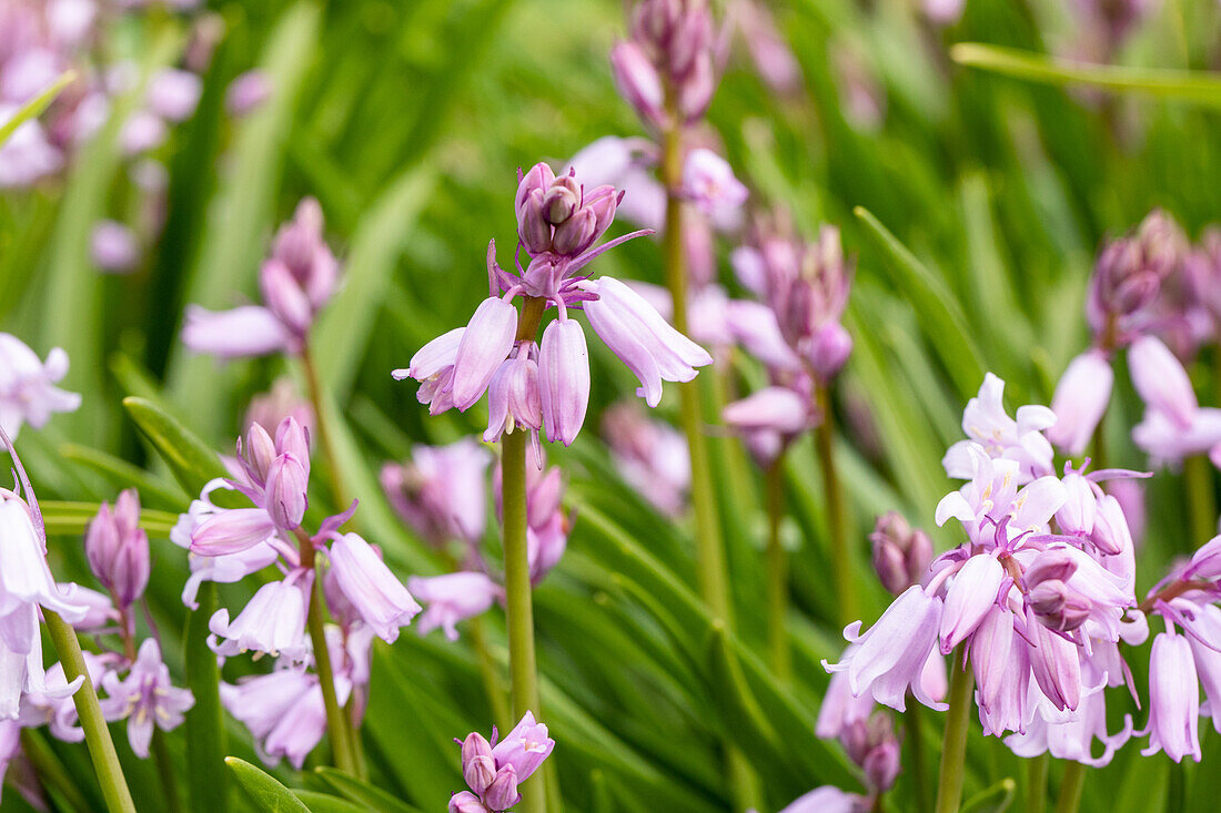 Hyacinthoides hispanica, rosa