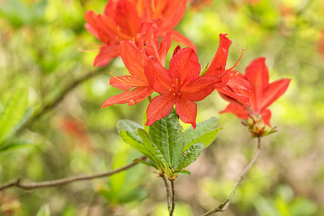 Rhododendron molle 'Marconi'